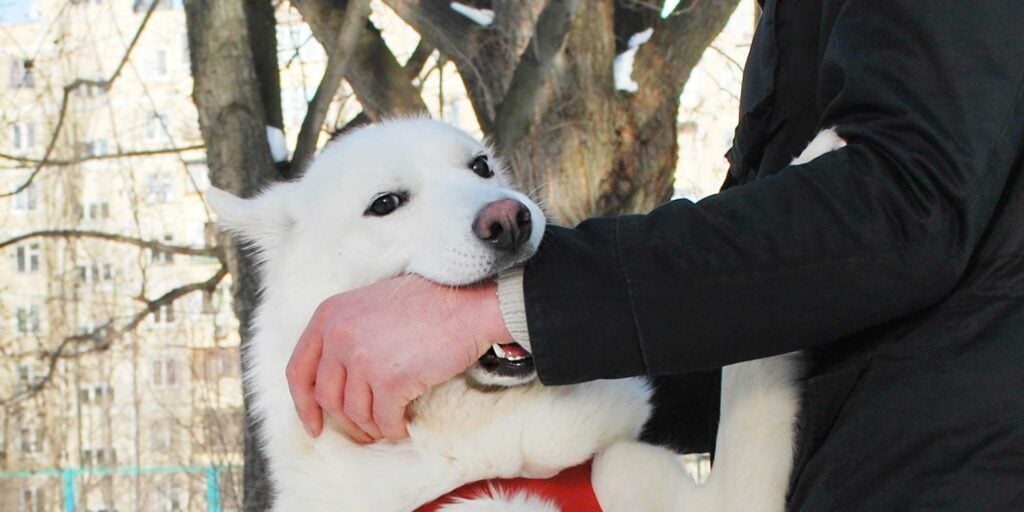 Mordida de Perro abogado