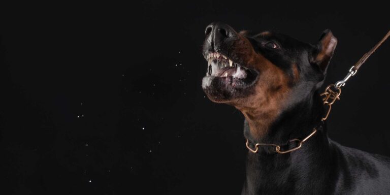 Dog Bite Injury