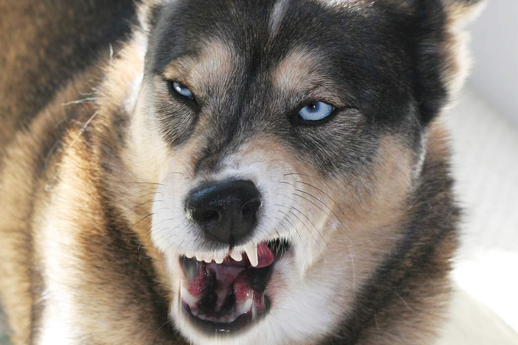 Dog Bite Awareness Week