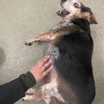 Chicago-Anti-Cruelty-Society_7