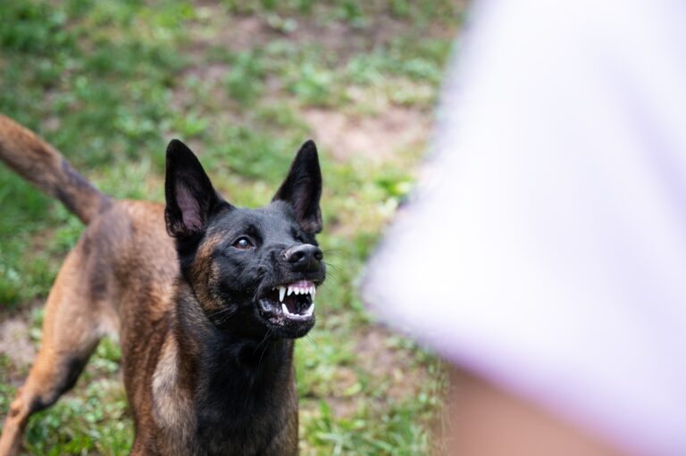 Green Valley Dog Bite Injury Lawyer