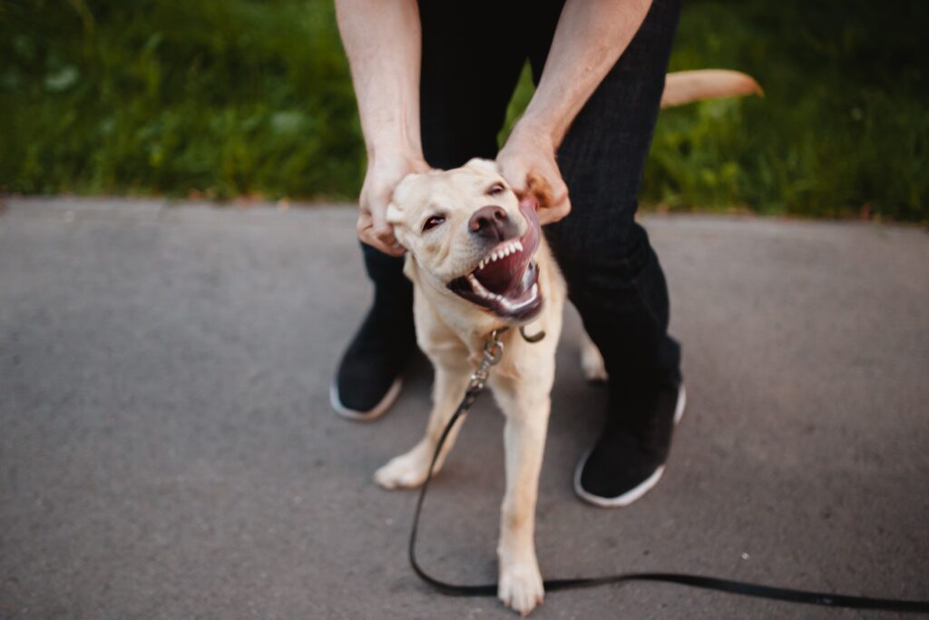 Abogado de lesiones por mordedura de perro en Pahrump, Nevada