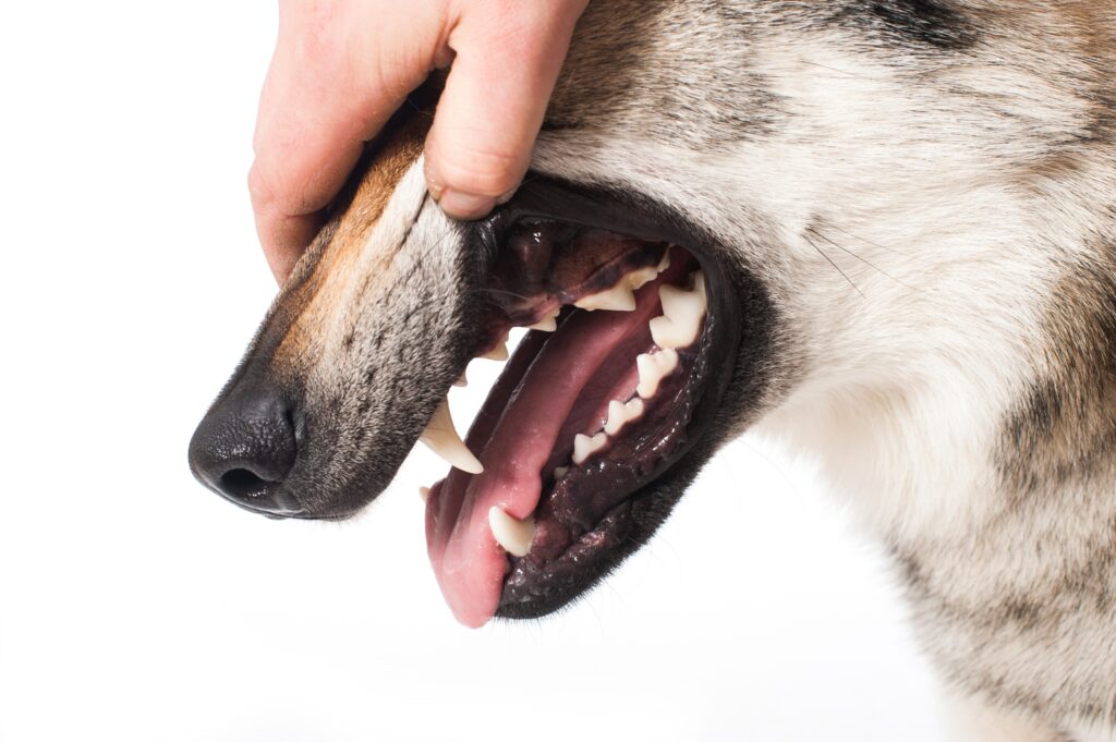 Washoe Valley Dog Bite Injury Lawyer