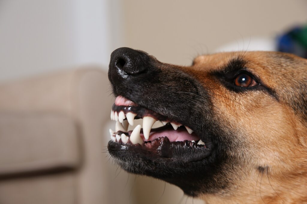 Santa Rosa Dog Bite Lawyers