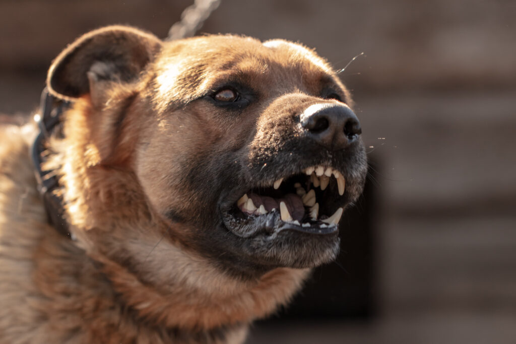 Silver Springs Dog Bite Injury Lawyer