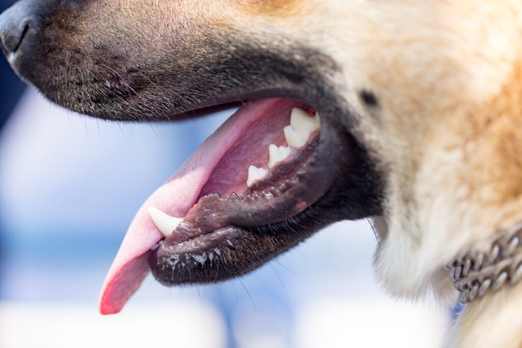 Sun Valley Dog Bite Injury Lawyer