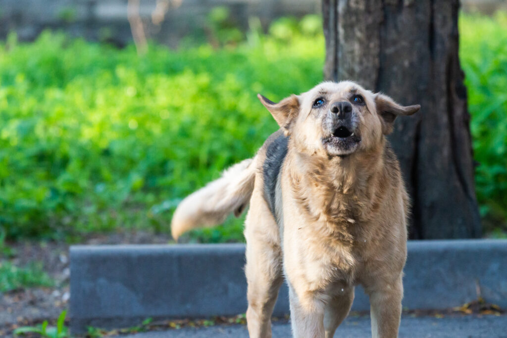 Battle Mountain Dog Bite Injury Lawyer