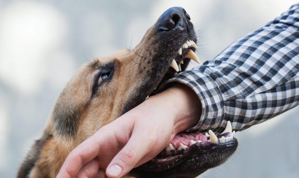 Clovis Dog Bite Injury Lawyer
