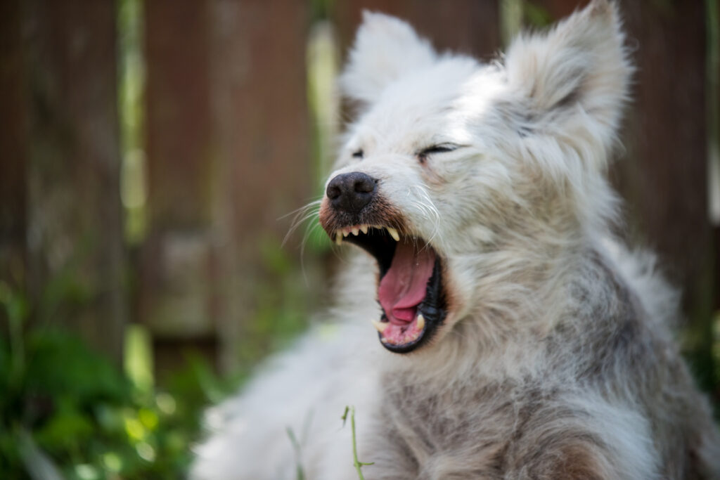 Kingsbury Dog Bite Injury Lawyer