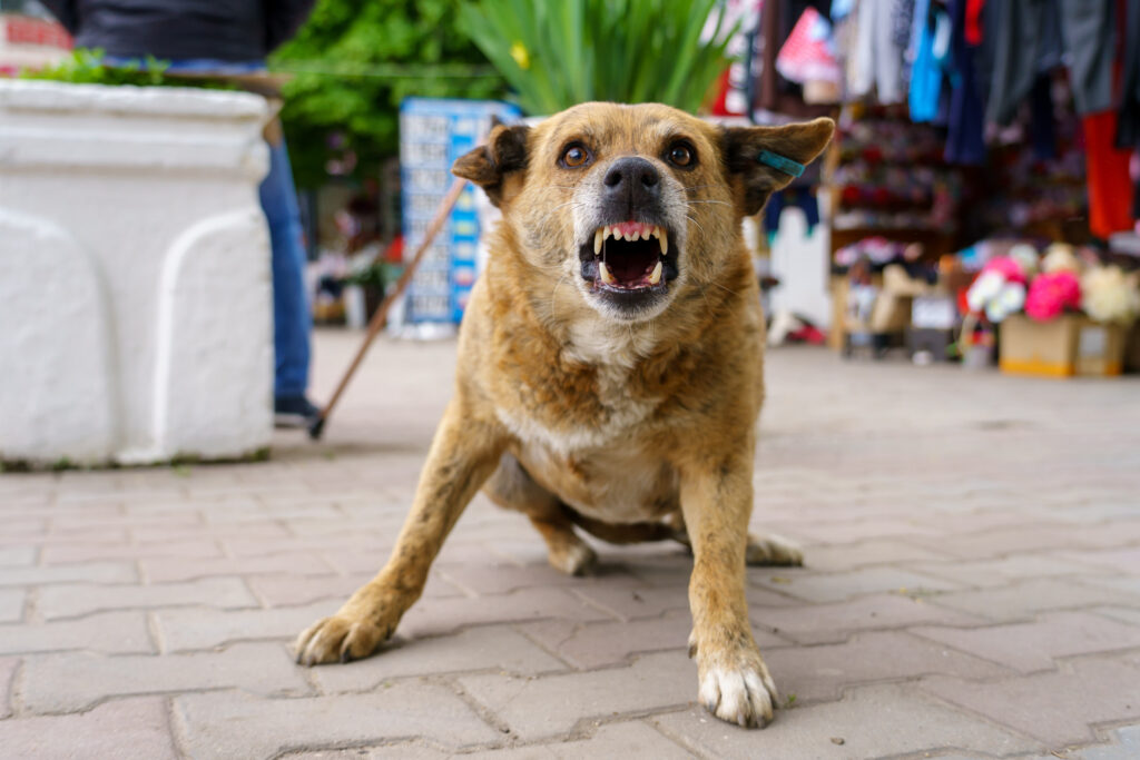 Tacoma Dog Bite Injury Lawyer
