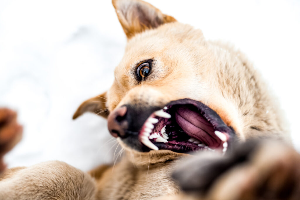 Santa Ana Dog Bite Injury Lawyer