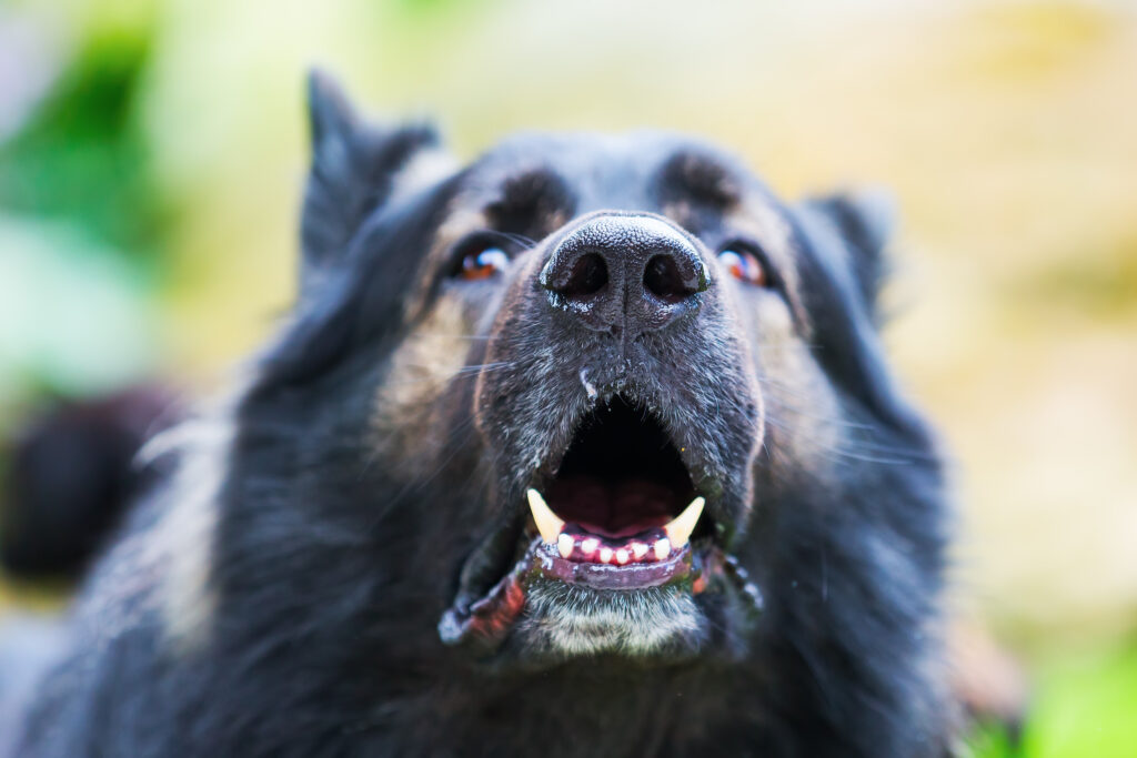 Garden Grove Dog Bite Injury Lawyer