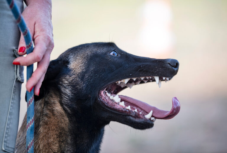 Bellevue Dog Bite Injury Lawyer