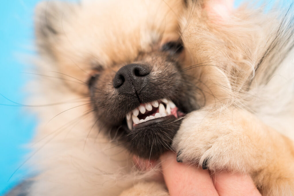 Scottsdale Dog Bite Lawyer