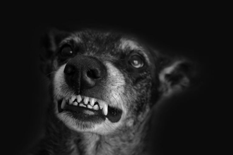 Huntington Beach Dog Bite Injury Lawyer 