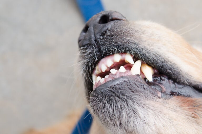 Kingman Dog Bite Lawyer