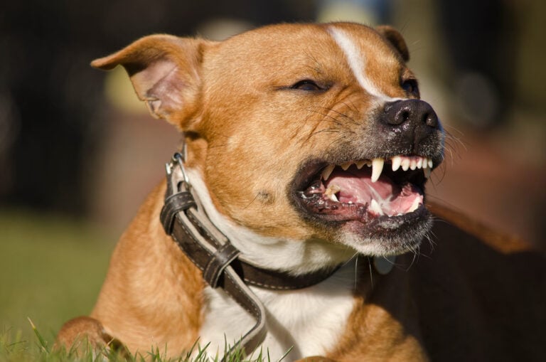 Arizona Dog Bite Law ARS 11-1025: Guide to AZ Liability