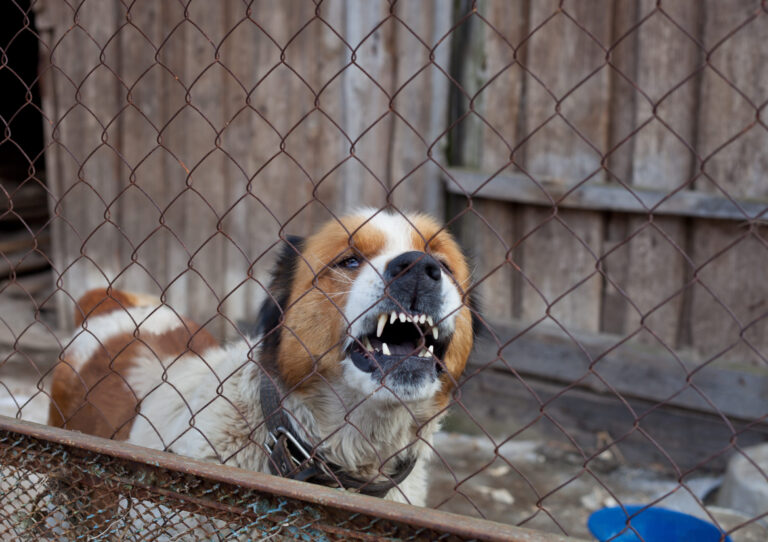 510 ILCS 5/16: Illinois Dog Bite Law